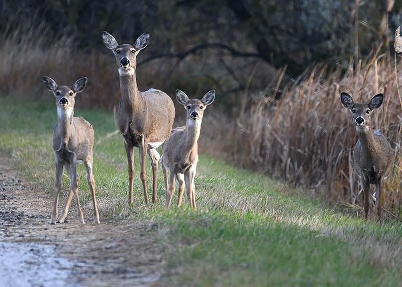 White-tailed does and fawns near gravel road