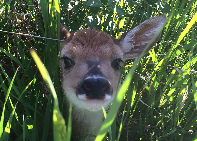 White-tailed fawn peeking out of tall grass