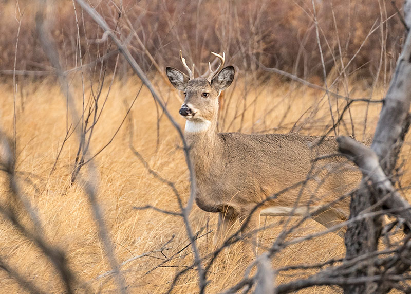 Habitat Needs of White-Tailed Deer