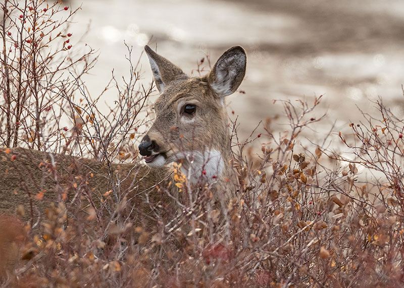 White-tailed doe eating in winter