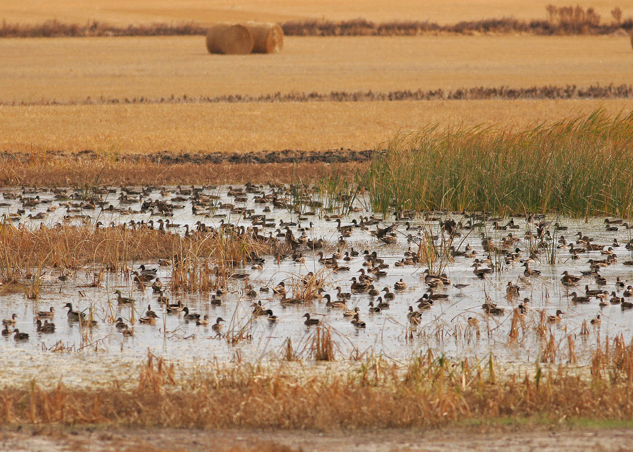 Migrating mallards in a wetland