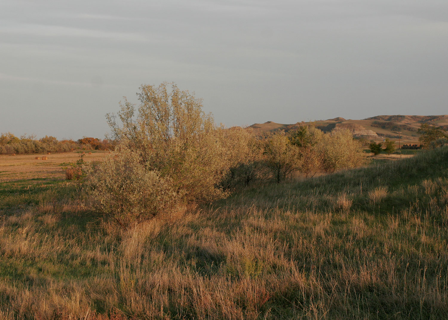 Prairie habitat