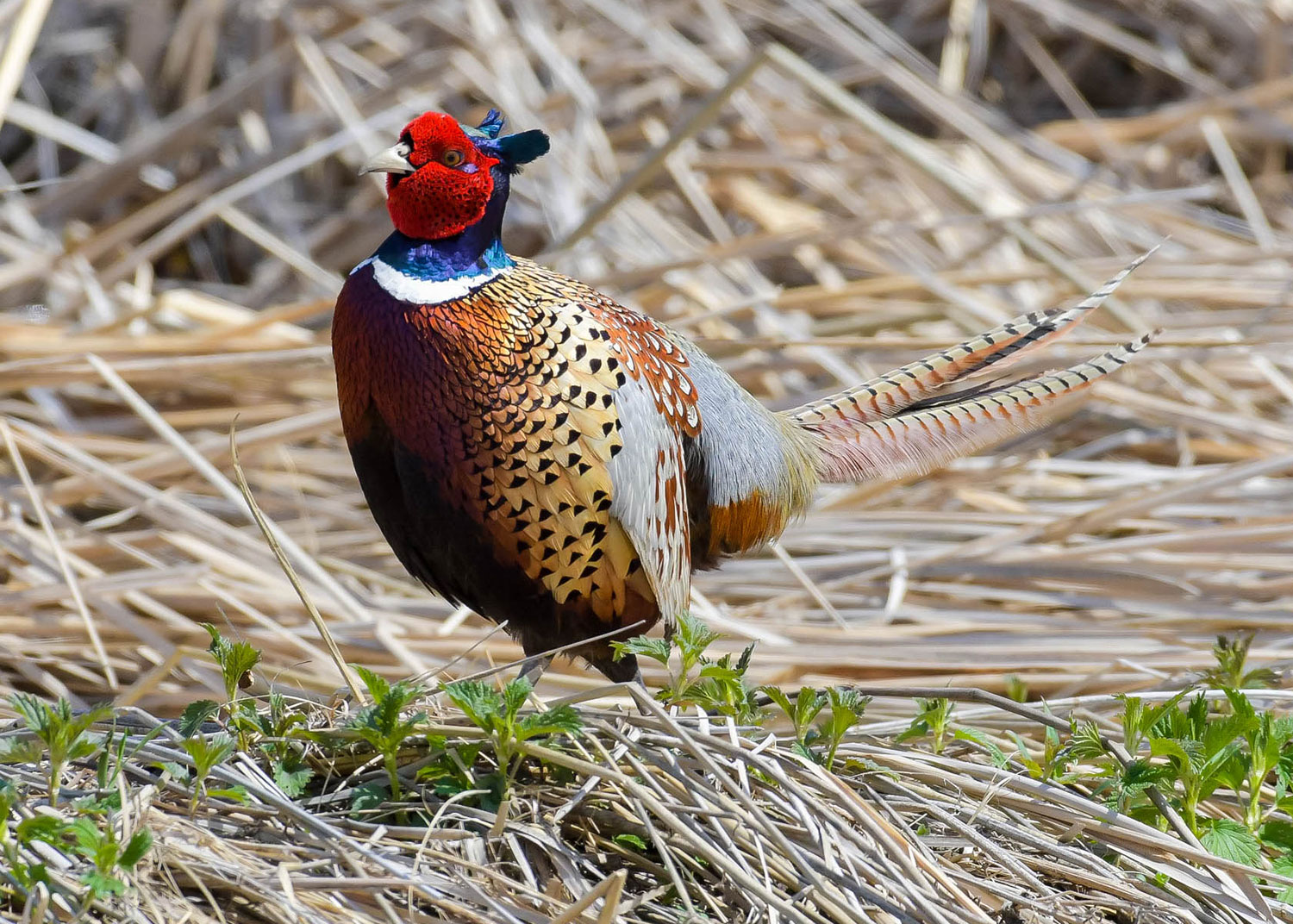 Pheasant rooster