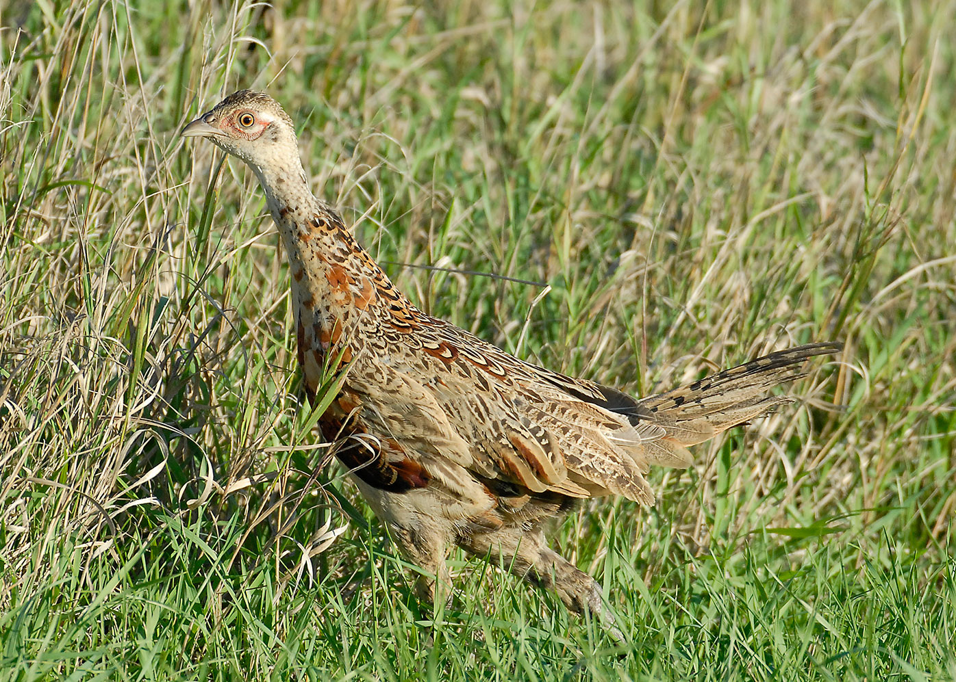Young pheasant