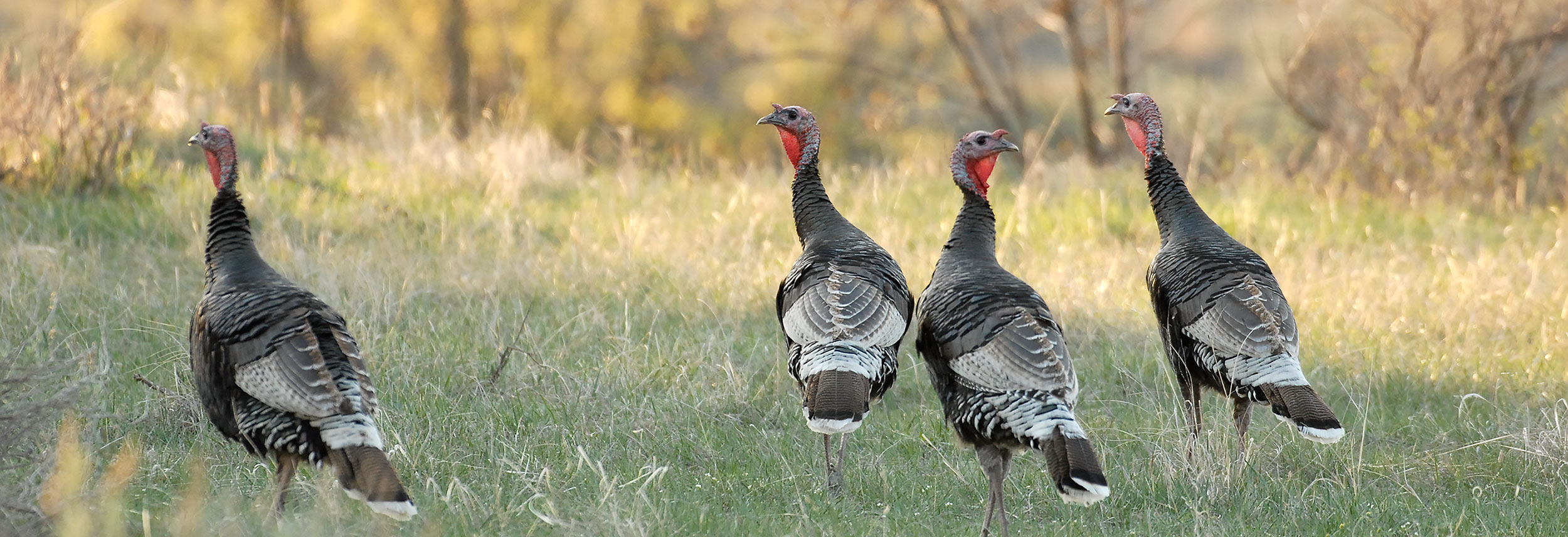 Group of wild turkey