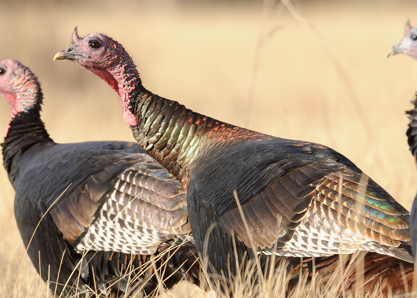 Closeup of turkey in field