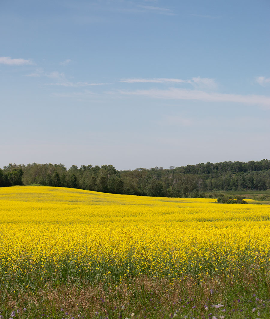 Farmland along gravel road