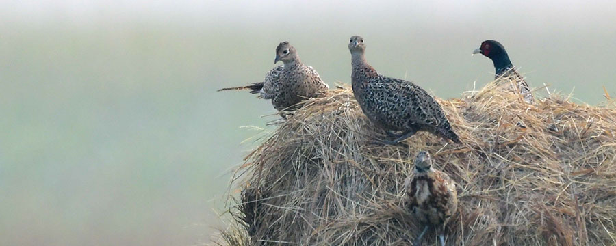 Pheasants on a hay bail