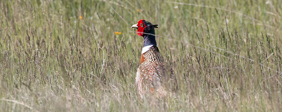 Pheasant Rooster