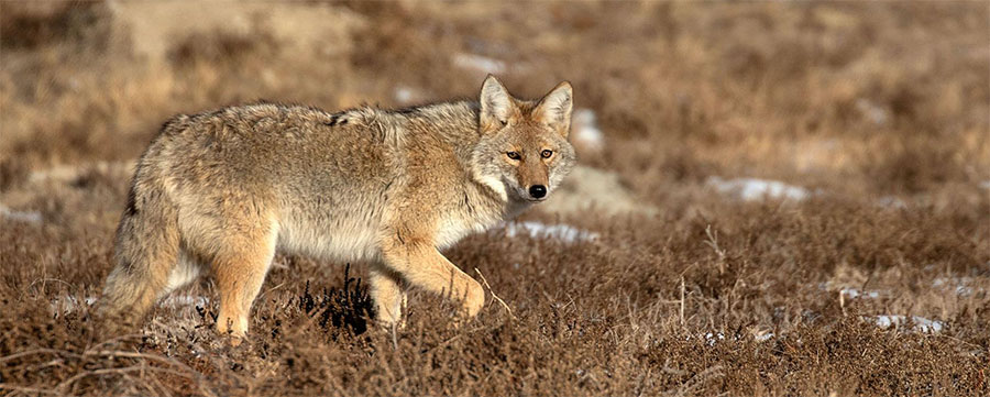 Coyote