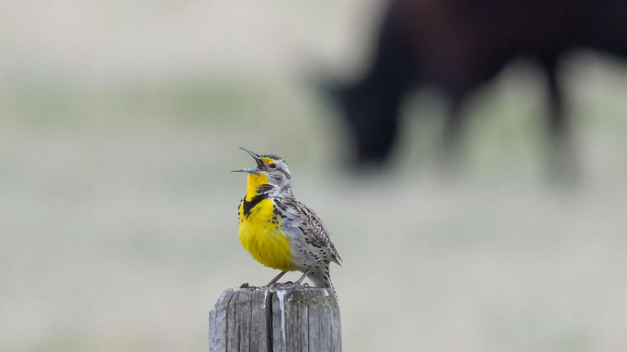 Meadowlark with cow in background