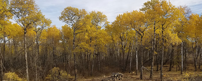 Prairie wetland