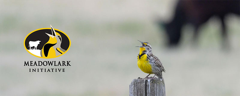 Meadowlark singing on post