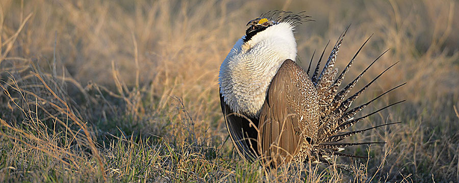 Sage Grouse