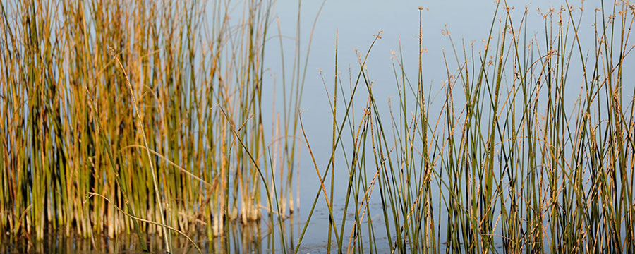 Cattails in a Wetland