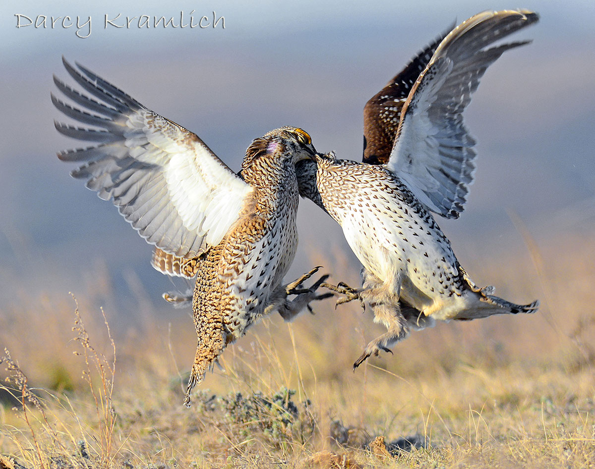 Sharp-tail grouse fighting on a lek