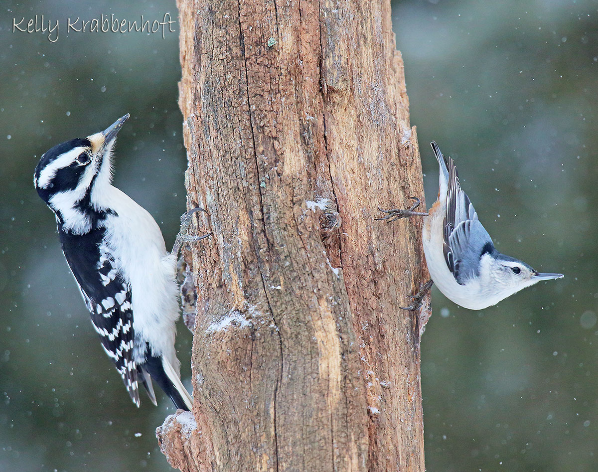 Hairy woodpecker and white-breasted nuthatch