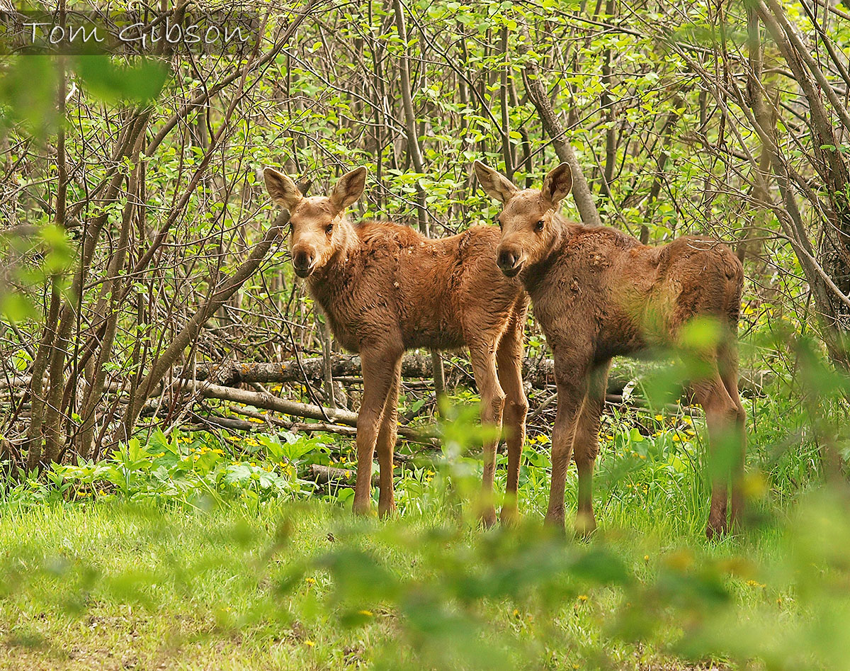 2 Moose calves