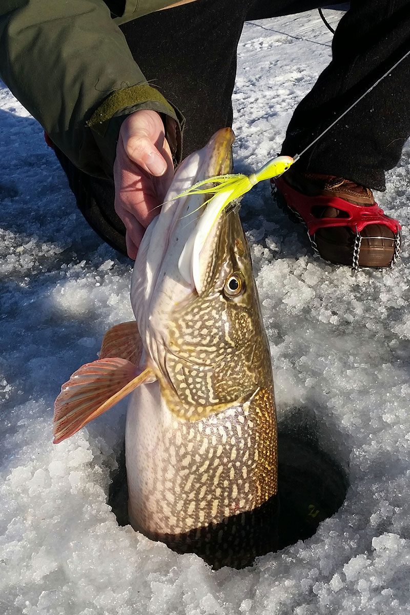 Pike in ice fishing hole