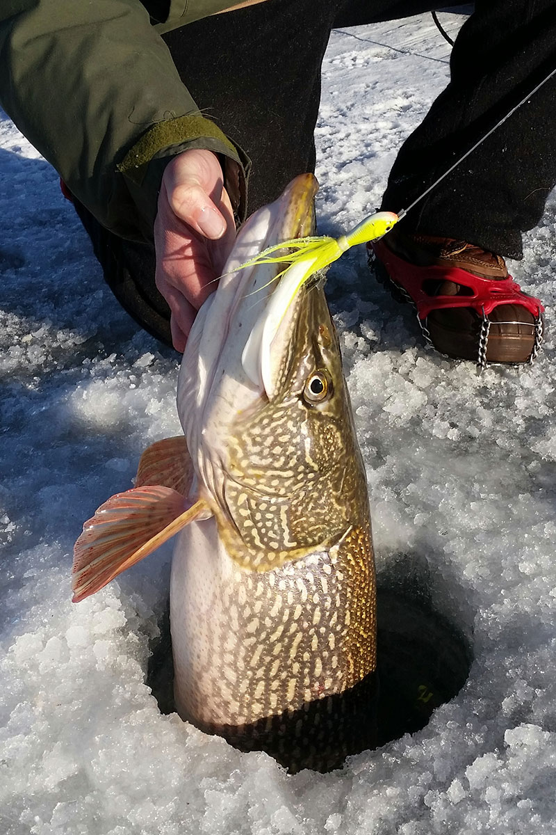 Jigging Early Summer Pike. 