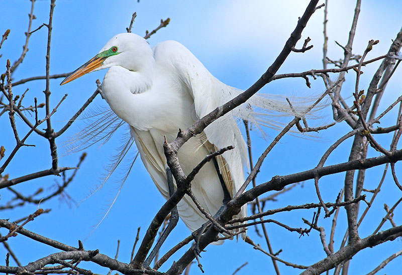Great egret in tree