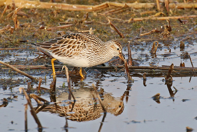 Pectoral sandpiper