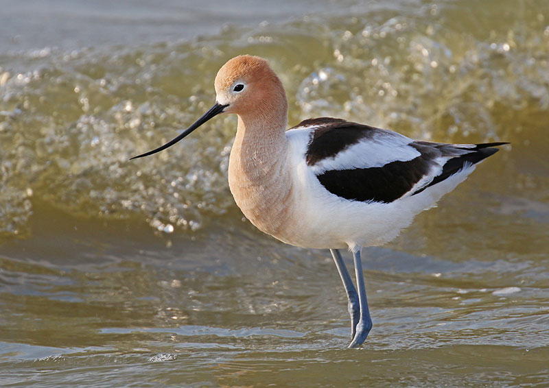 American avocet in water