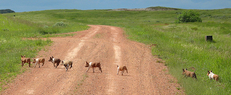 Feral pigs crossing road