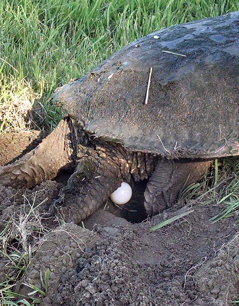 snapping turtle eggs