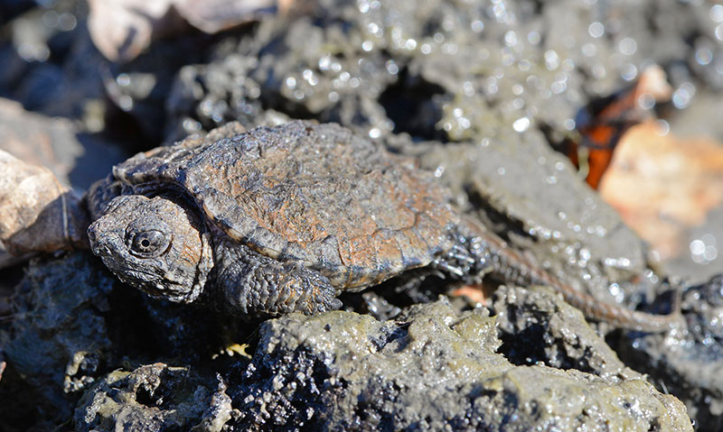 Baby snapping turtle in mud