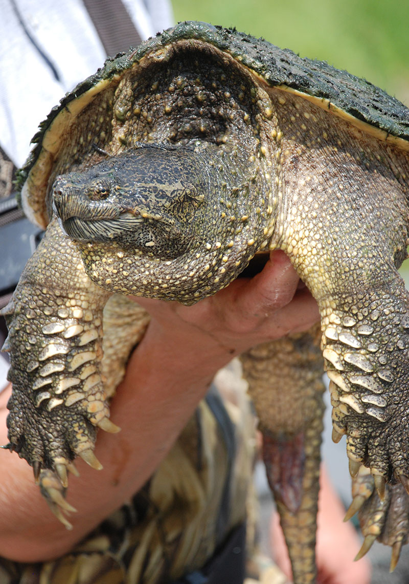 Department employee holding snapping turtle...turtle looks throughly disgusted