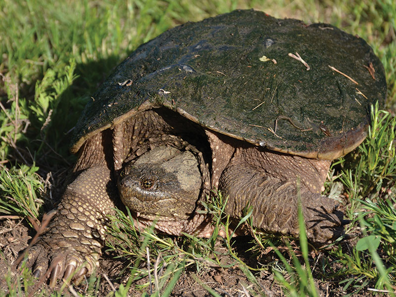 Snapping turtle on ground