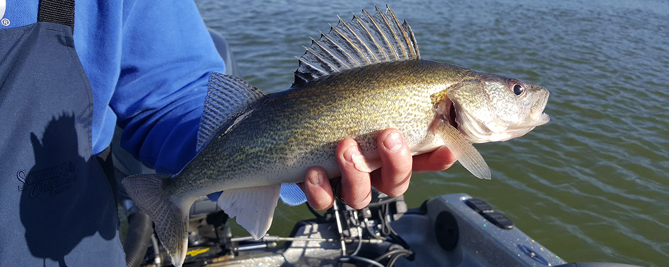 Big Water Walleyes  North Dakota Game and Fish