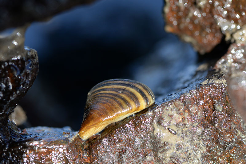 Zebra mussel on rock