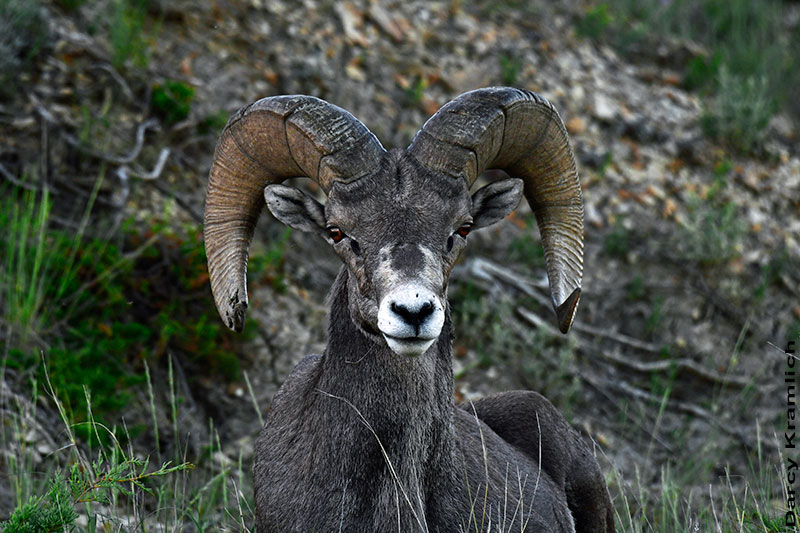 Bighorn sheep ram