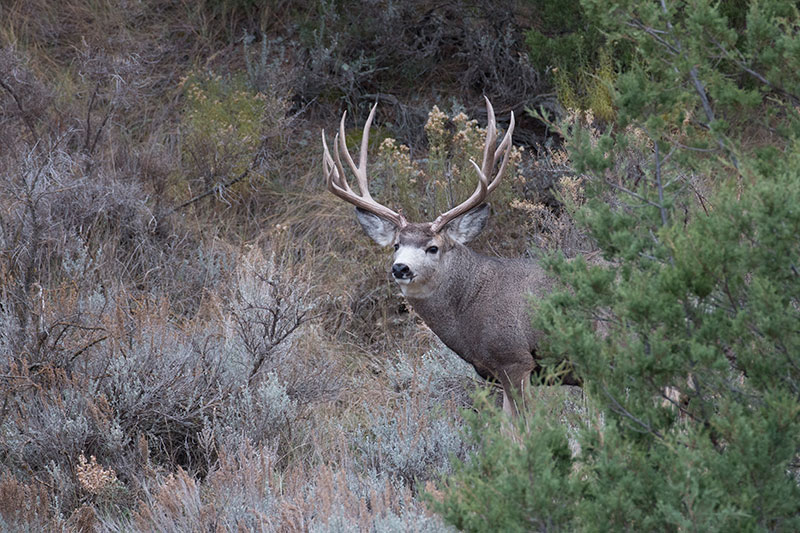 Mule deer buck