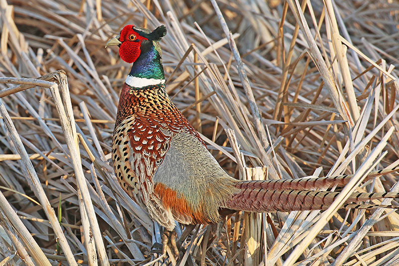 Pheasant rooster