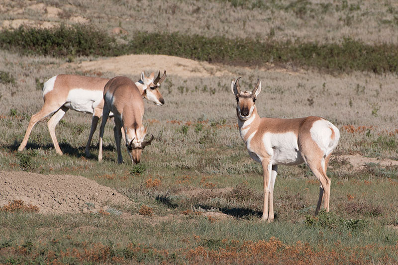 3 pronghorn grazing in prairie dog colony