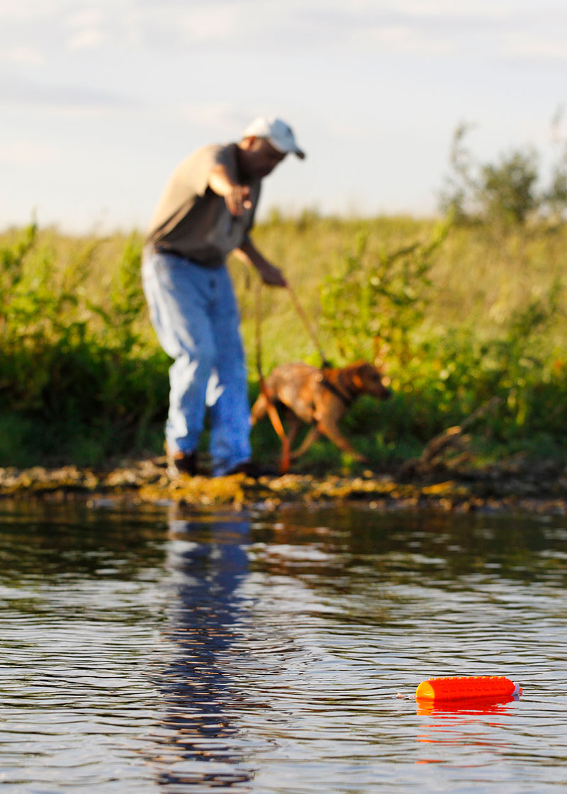 Dog training scene