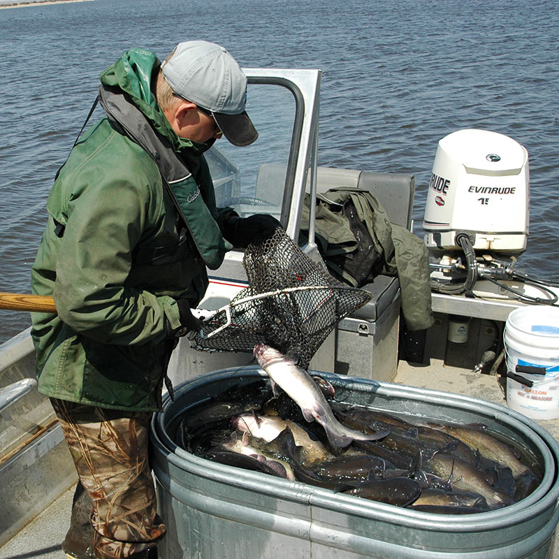 Department employee putting netted catfish in transfer tank