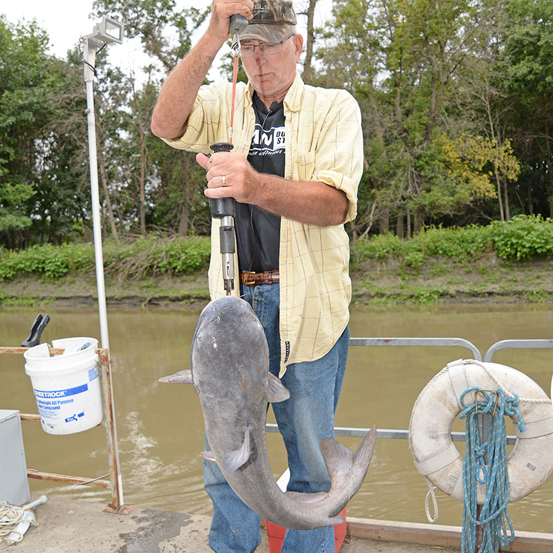 Man weighing catfish caught on the Red River.