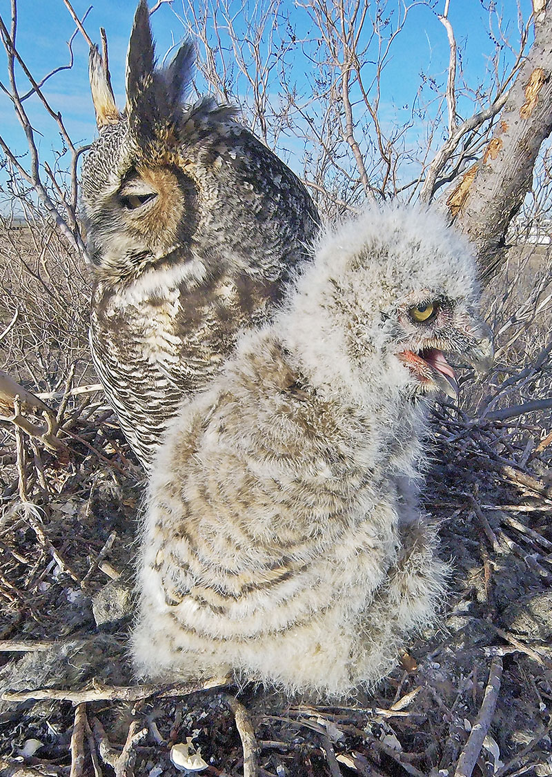 Owl and parent in nest