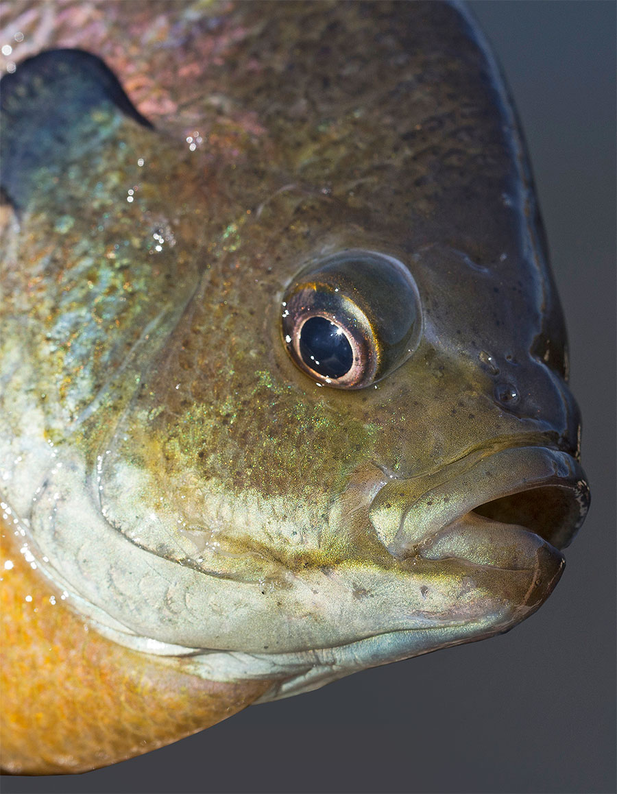 bluegill fish traps