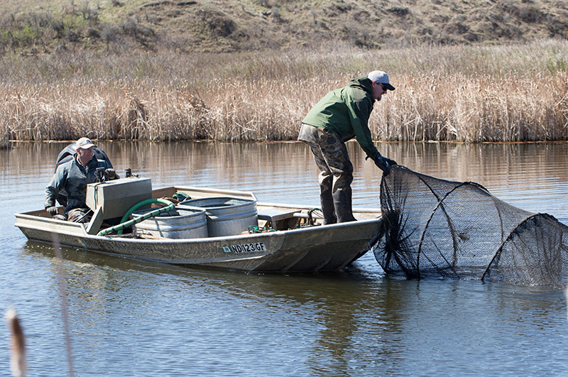 Fisheries staff netting bluegill