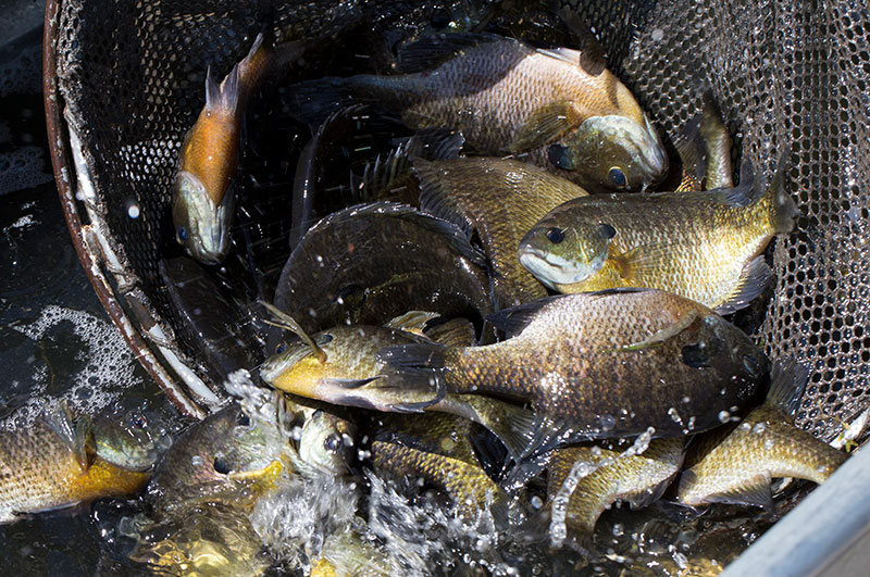 Bluegill in net