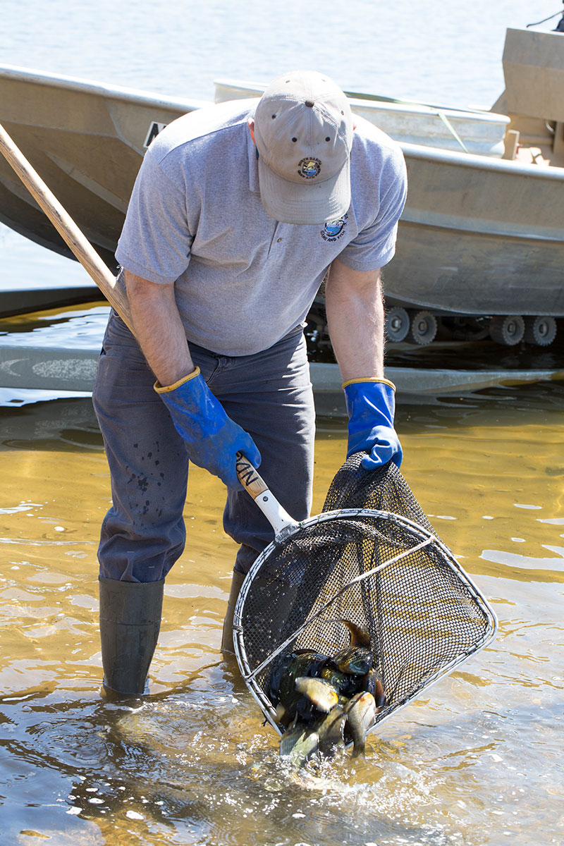 Fisheries staff releasing bluegill from net