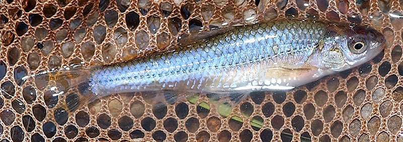 Forgotten Fish of Western North Dakota's Small Streams