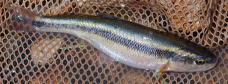 Creek chub