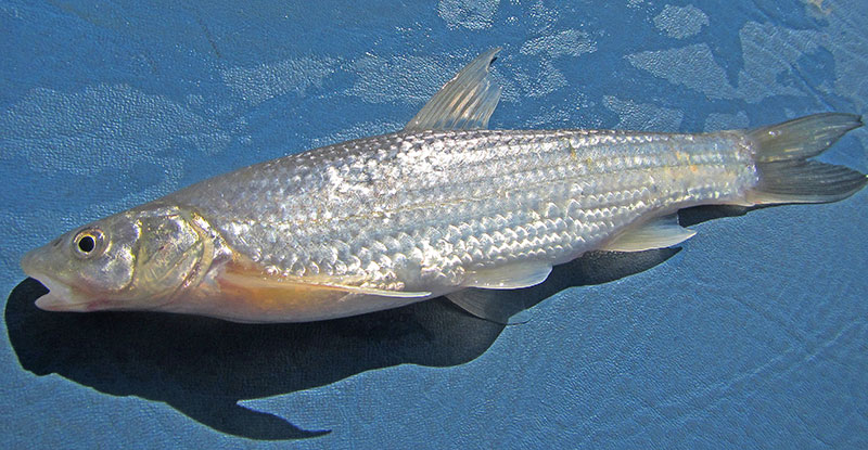 Forgotten Fish of Western North Dakota's Small Streams