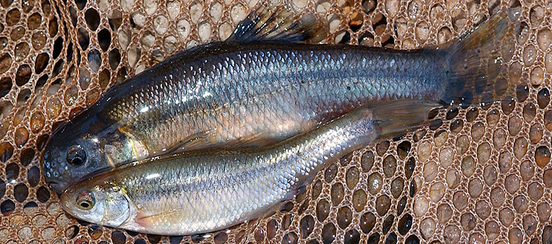 Male (top) female fatheads